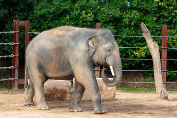 Naklejka premium Photograph of a large elephant walking near a fence and trees in the sunshine at Sydney Zoo in the greater western Sydney region of New South Wales, Australia