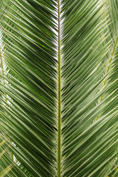 Close-up palm leaf frond texture in lush green light