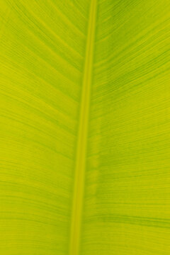 Close-up texture of green banana leaf, Musa, background
