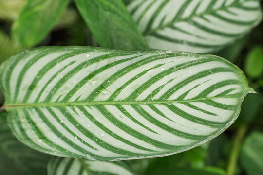 Closeup of Calathea prayer plant leaf with striped pattern