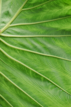Tropical leaf close-up with vibrant green veins background