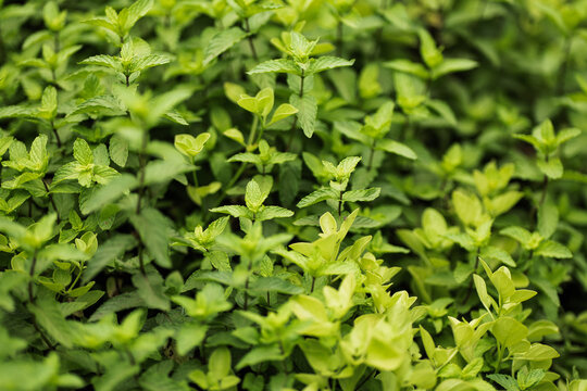 Small-leaf hedge plant foliage background in soft light