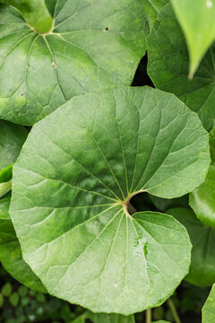 Close-up of fresh nasturtium leaf texture in garden