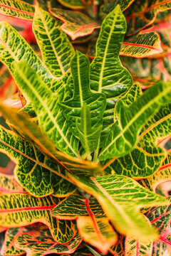Close-up of vibrant Croton leaves with bold variegation
