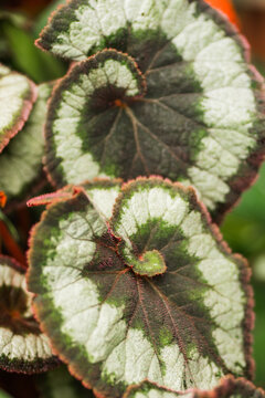 Close-up of Begonia rex leaves with silver and green pattern