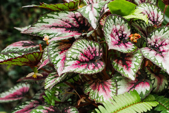 Variegated begonia leaves with pink and silver pattern