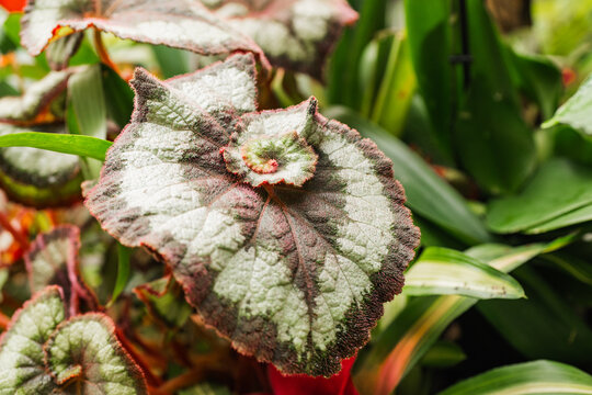 Close-up of Begonia rex leaf with silver texture in garden