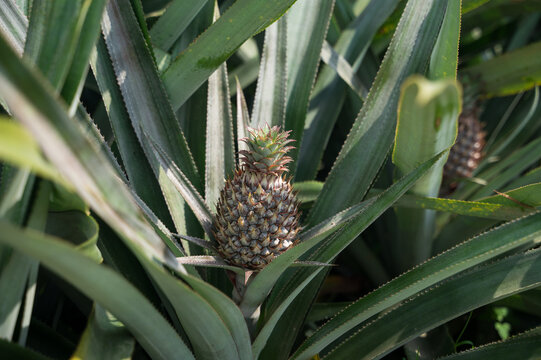 Pineapple growing in tropical plantation
