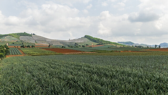 Expansive view of tropical pineapple plantation landscape
