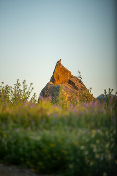 Red-legged partridge at sunset on a rocky peak