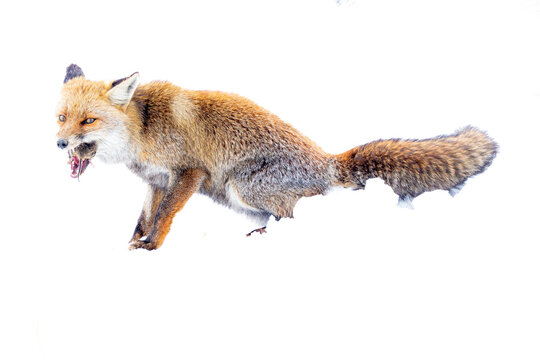 Red fox carrying mouse in mouth while sitting in snow