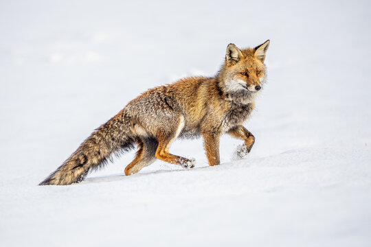 Red fox walking through snow in winter, Fuented&eacute; Spain
