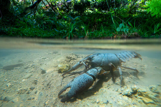 White-clawed crayfish underwater in a Basque river