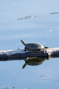 Painted Turtle Basking on log in Calm Blue Water with reflection