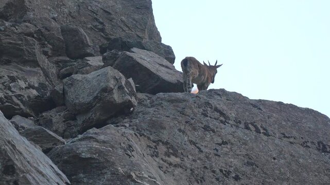 Markhor (Capra falconeri) standing on a steep rocky cliff edge looking out across the high mountain terrain 4k 120fps slow motion footage