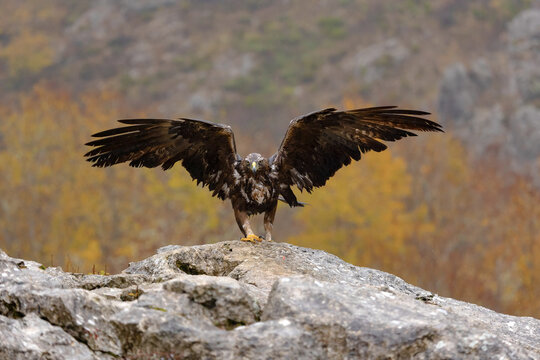Golden eagle Aquila chrysaetos landing on rocky ledge