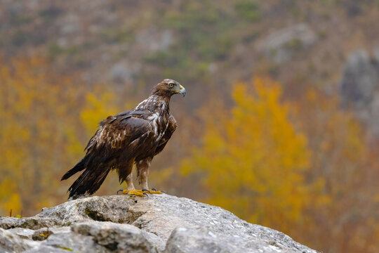 Golden eagle perched on rock with autumn mountain backdrop