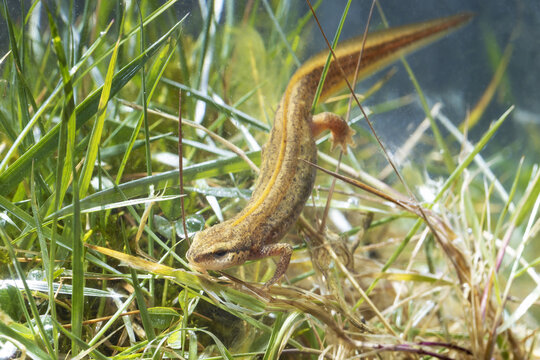 Iberian newt Lissotriton boscai in pond grass