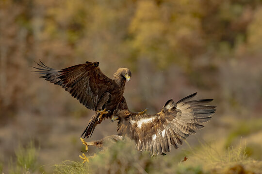 Golden eagle pair in territorial fight with wings spread