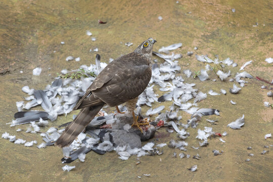 Sparrowhawk feeding on pigeon on ground with scattered feather