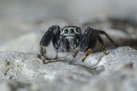 Macro portrait of Phidippus carneus jumping spider