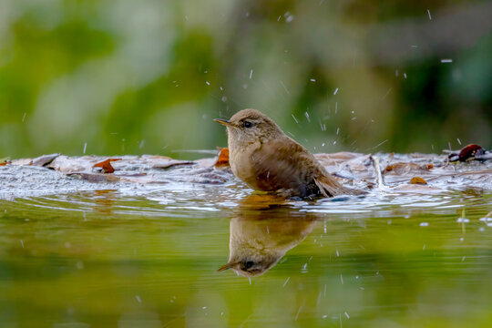 Small bird bathing in pond with splash and reflection