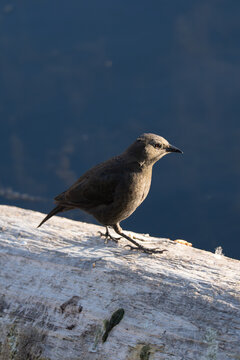 Small Bird Perched on log by water, wildlife nature scene