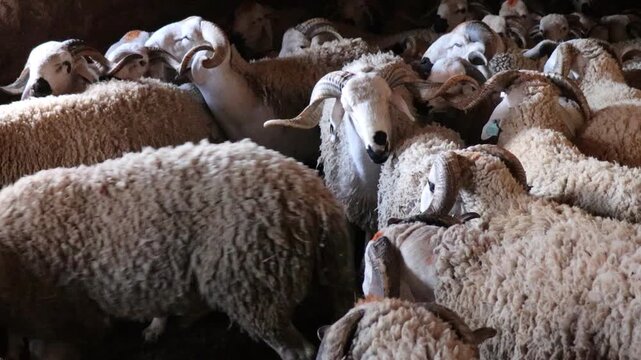 Flock of Sardi rams in traditional mud brick barn Morocco