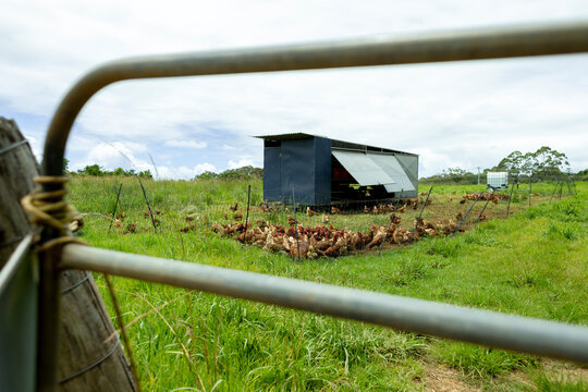 Free Range Chickens Grazing Near Mobile Coop in Field