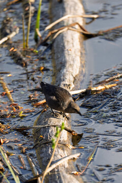 Bird Foraging in wetland habitat, wildlife conservation