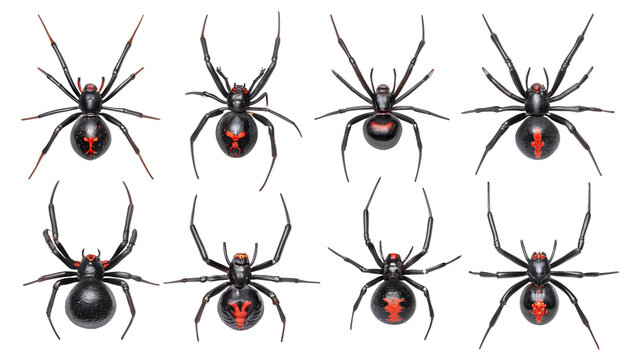 Eight black widow spiders with red markings isolated on transparent background