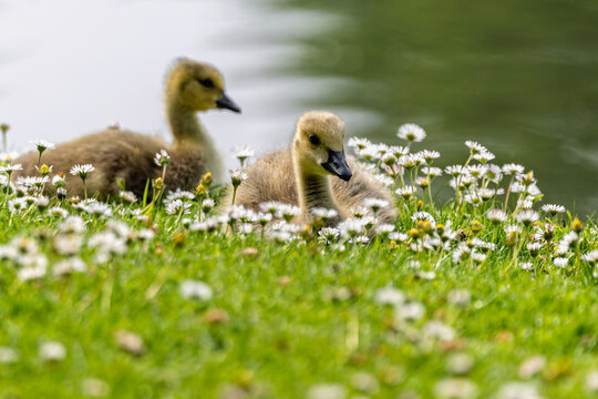 Close up of group of baby Canada Geese sitting amongst daisies on lake edge in Wiltshire, UK