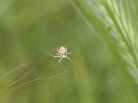 Ara&ntilde;a cangrejo corredora (familia Philodromidae) se sostiene &aacute;gilmente entre las finas aristas de una gram&iacute;nea. Presenta un cuerpo aplanado de color pajizo que le permite camuflarse en la vegetaci&oacute;n