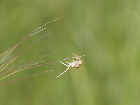 Ara&ntilde;a cangrejo corredora (familia Philodromidae) se sostiene &aacute;gilmente entre las finas aristas de una gram&iacute;nea. Presenta un cuerpo aplanado de color pajizo que le permite camuflarse en la vegetaci&oacute;n
