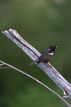 Red-Winged Blackbird Perched on branch in Natural Habitat