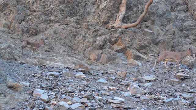 Markhor (Capra falconeri) Goat navigating the rugged and steep rocky slopes of a mountain environment in soft natural light 4k 120fps slow motion footage