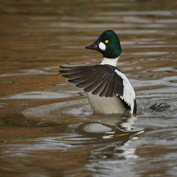 Male goldeneye spreading his wings on a lale at Slimbridge, Gloucestershire