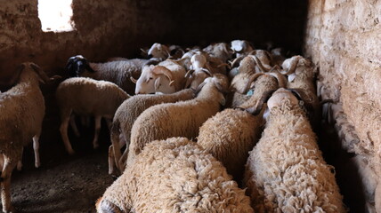 Flock of Sardi rams in traditional mud brick barn Morocco © Azedine