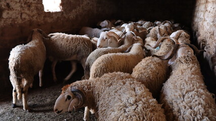 Flock of Sardi rams in traditional mud brick barn Morocco © Azedine