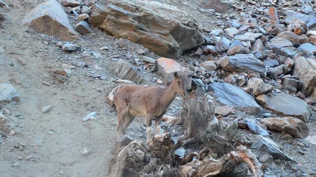 Markhor (Capra falconeri) wildlife animal foraging on a steep rocky mountain slope near a weathered tree stump in natural light 4k 120fps slow motion footage