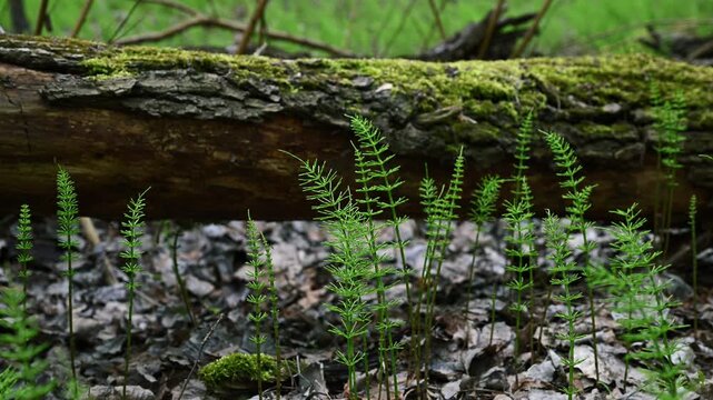 Field Horsetail Equisetum arvense Growing Near Mossy Fallen Tree in Spring Forest. 4K 60fps