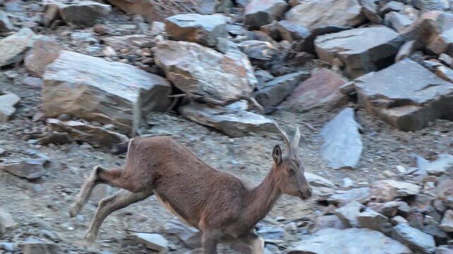 Markhor (Capra falconeri) sprinting across a steep rocky mountain slope in its natural high-altitude habitat with powerful and agile motion 4k 120fps slow motion footage