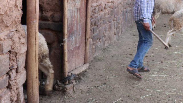 Sardi rams leaving traditional mud brick barn in Morocco
