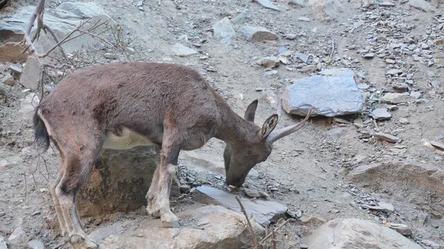 Markhor (Capra falconeri) wildlife foraging on a steep rocky mountain slope within its natural high-altitude wilderness habitat during daytime 4k 120fps slow motion footage