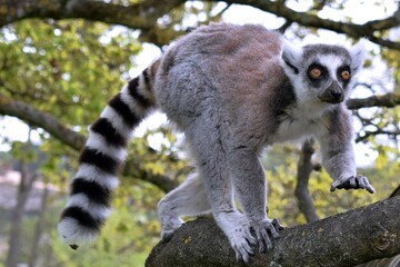 Obraz premium Ring Tailed Lemur Balancing on a Tree Branch