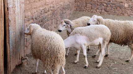 Three Sardi rams in profile by stone wall in rural Morocco © Azedine