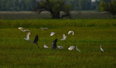Bird photography of heron stork and hoopoe in Apaj © János István Lukács