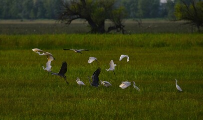 Bird photography of heron stork and hoopoe in Apaj © János István Lukács