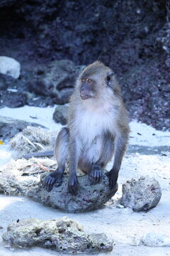 Macaque crabier au regard &eacute;nerv&eacute; et intense sur une plage tropicale, Maya Bay &ndash; Macaca fascicularis