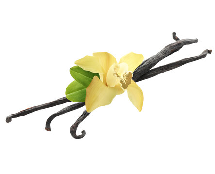 Vanilla pods, flower and leaves isolated on white
